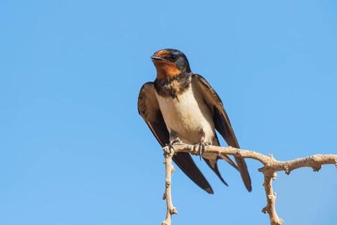 Barn Swallow (Hirundo rustica), Eilat, Israel