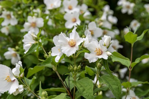 Garden jasmine (Philadelphus 'Belle Etoile'), Trädgarden Föreningen, Sweden