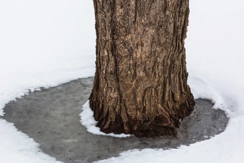 Close-up of deciduous tree trunk encased in small puddle of frozen water and surrounded with layer
