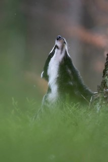 Badger in the snow, Wittlich, Rhineland-Palatinate, Germany