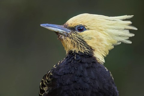 Blond-crested Woodpecker (Celeus flavescens) perched on a branch in the Atlantic Rainforest of