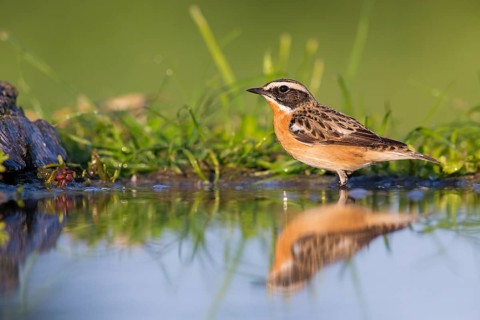Braunkehlchen, Whinchat, Saxicola rubetra, Tarier des prés, Traquet tarier, Tarabilla Norteña