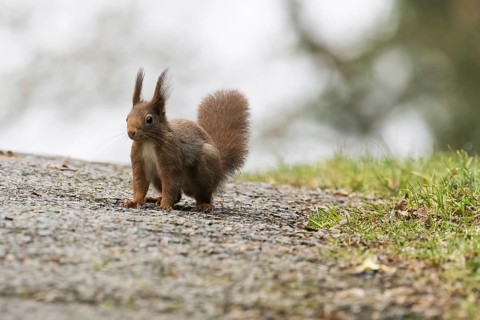 A squirrel (ciurus vulgaris) stands on an asphalt path with grass at the edge, surrounded by an