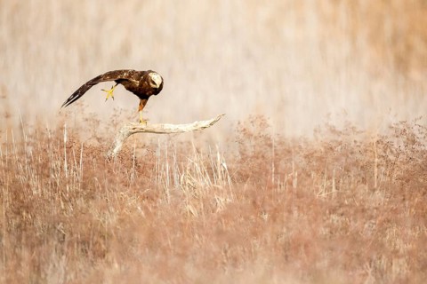 Western Marsh Harrier (Circus aeruginosus) female, Castile-La Mancha, Spain
