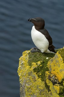 Razorbill (Alca torda islandica) perched on cliff, Iceland