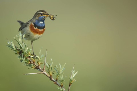 Male White-starred Bluethroat (Luscinia svecica cyanecula) with food in beak on sea buckthorn