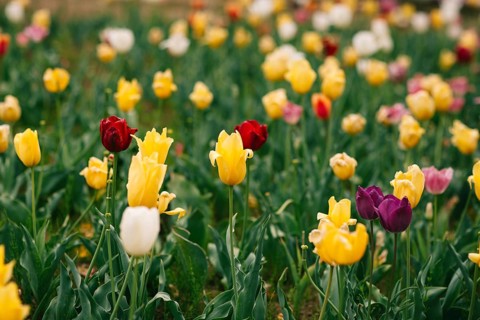 A vibrant display of yellow, red, and purple tulips amidst lush greenery, capturing the essence of