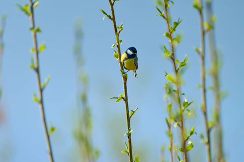 Great tit climbing on a thin branch in spring under a clear sky, Great tit (Parus major), spring,