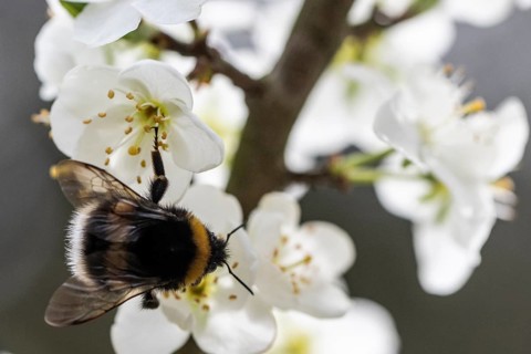 Large earth bumblebee (Bombus terrestris) on plum (Prunus domestica), Emsland, Lower Saxony,