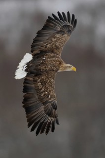 White-tailed Eagle (Haliaeetus albicilla) flying, Hokkaido, Japan