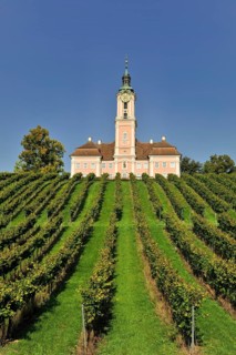 Baroque church rises symmetrically behind orderly rows of green vines, Birnau pilgrimage church on