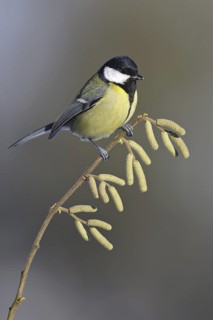 Great Tit (Parus major), Lower Saxony, Germany