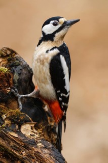 Great Spotted Woodpecker (Dendrocopos major), Asturias, Spain