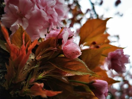 Macro shot of pink flowers (cerasus) and orange-coloured leaves that give a feeling of spring,