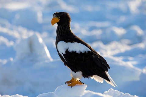 Steller's Sea Eagle (Haliaeetus pelagicus) on snow, Hokkaido, Japan