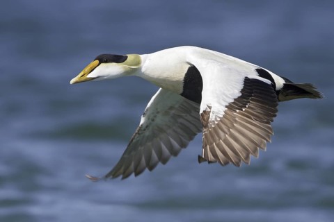 Common Eider (Somateria mollissima) male flying, Manitoba, Canada