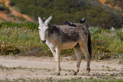 Domestic donkey (Equus asinus asinus) with jackdaws (Corvus monedula, Coloeus monedula) on its
