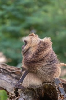 Portrait of an adult male Gelada (Theropithecus gelada), or bleeding-heart monkey, resting on a log