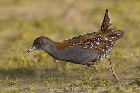 Baillon's Crake (Porzana pusilla pusilla), Paphos, Cyprus