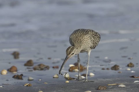 Whimbrel (Numenius phaeopus) foraging, Gambia
