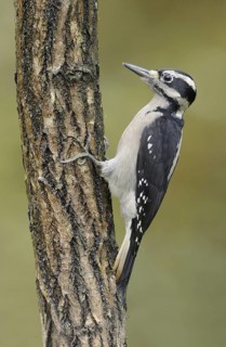 Hairy Woodpecker (Leuconotopicus villosus) female, British Columbia, Canada