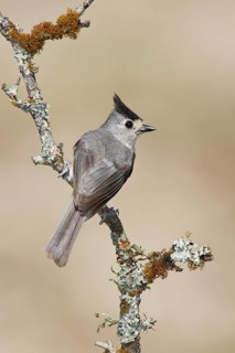 Black-crested Titmouse (Baeolophus atricristatus), Texas, USA