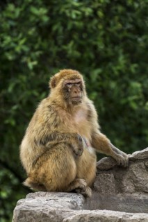 Barbary macaque (Macaca sylvanus), Barbary ape, magot monkey species native to Northern Africa and