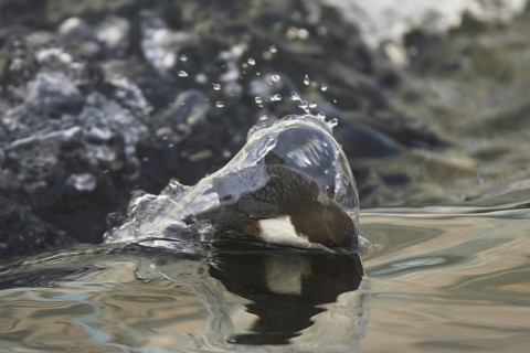 White-throated Dipper (Cinclus cinclus) juvenile, Germany