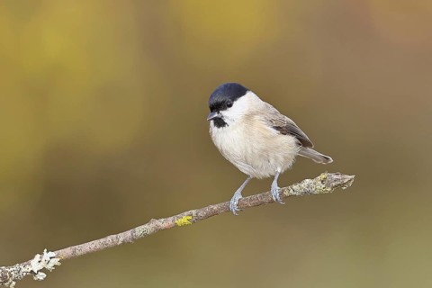 Marsh tit (Parus palustris) sitting on a branch, Wilnsdorf, North Rhine-Westphalia, Germany