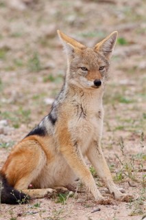Black-backed jackal (Lupulella mesomelas), adult animal, sitting in the grassland, alert, animal