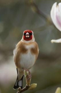 European goldfinch (Carduelis carduelis) adult bird singing in a garden Magnolia tree in the