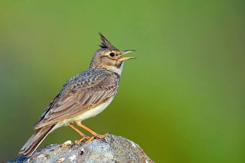 Crested Lark, (Galerida cristata), animals, birds, songbirds, perching, lark family, Lesvos, Greece