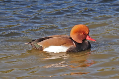Red-crested pochard (Netta rufina)