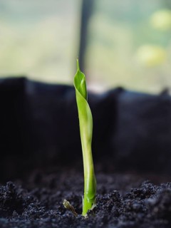 A delicate seedling sprouts from dark fertile soil, symbolizing growth and nature's resilience