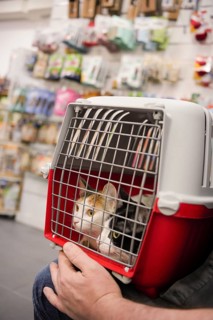 Two curious cats sit inside a red pet carrier at a veterinarian's office. Their expressive eyes