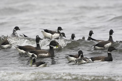 Brant Goose (Branta bernicla), British Columbia, Canada