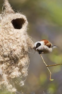 Eurasian Penduline Tit (Remiz pendulinus) male, Brandenburg, Germany
