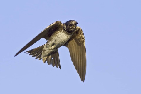 Purple Martin (Progne subis) flying, British Columbia, Canada