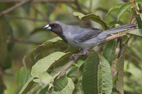Black-faced Tanager (Schistochlamys melanopis) perched on a branch in Bolivia, South America