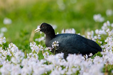 Eurasian Coot (Fulica atra), Netherlands