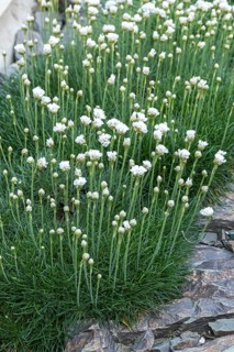 White carnation (Armeria maritima 'Alba'),  Czech Republic