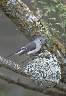 Blue-grey Gnatcatcher (Polioptila caerulea), Texas, USA