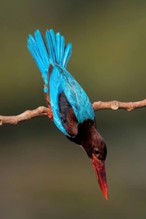 White-throated Kingfisher (Halcyon smyrnensis), Malaysia