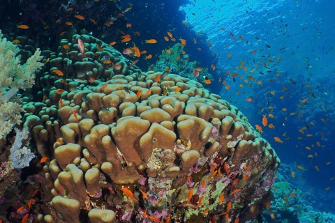 Solid pore coral (Porites solida)