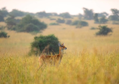 Ugandan antelope (Kobus thomasi) also known as Uganda kob, female in tall grass, Murchison Falls