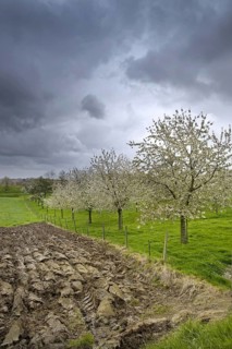 Orchard with cherry trees blossoming (Prunus avium) in spring, Haspengouw, Belgium