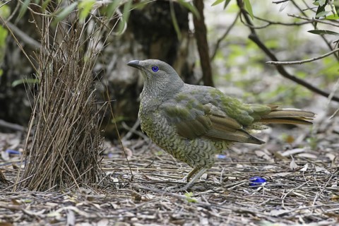 Satin Bowerbird (Ptilonorhynchus violaceus) juvenile male, Canberra, Australia
