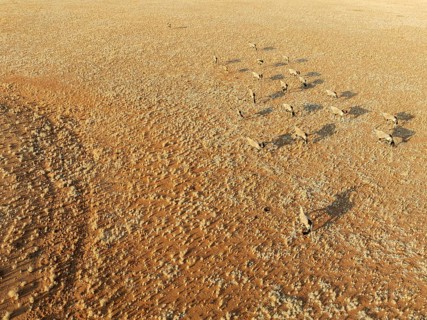 Gemsbok (Oryx gazella). Roaming an arid plain at the edge of the Namib Desert. Aerial view. Drone