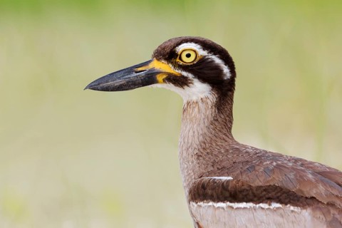 Beach Stone-curlew (Esacus magnirostris), Queensland, Australia