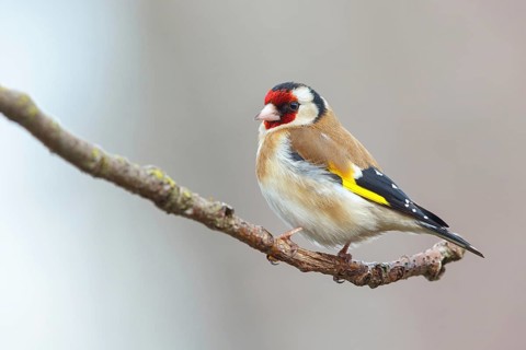 Goldfinch, goldfinch, (Carduelis carduelis), biotope, habitat, foraging, perch, Worms,